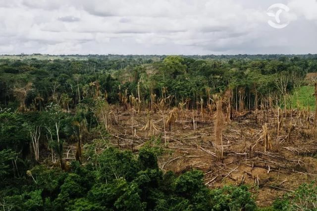 Dia da Amazônia: uma reflexão sobre a importância do bioma para o planeta