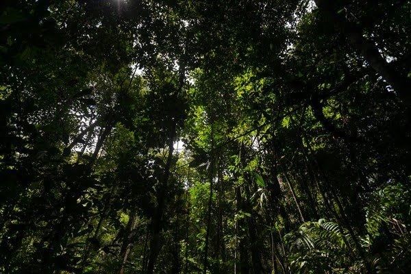 Dia da Amazônia: a importância de proteger e salvar a riqueza da nação