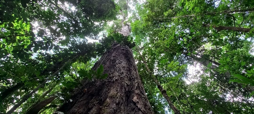 'Árvores Gigantes da Amazônia' encontra maior árvore do Brasil com 88,5 metros de altura no AP