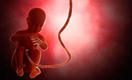 Doação de cordão umbilical é uma alternativa para complementar o baixo número de transplantes de medula óssea no país