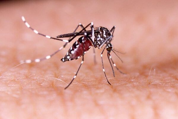 Aedes Aegypti: Início do inverno amazônico liga o sinal de alerta para a proliferação do mosquito da dengue