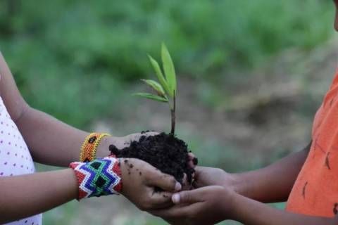 Projeto de reflorestamento de áreas de preservação em Rio Branco