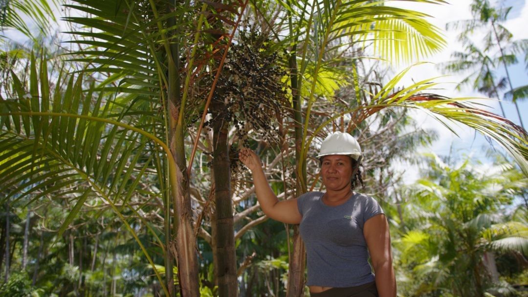 Cooperativa da Amazônia distribui renda para empreendedores que preservam meio ambiente