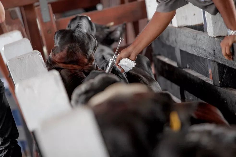 Febre aftosa: Diagro faz busca ativa para vacinar rebanho no Amapá