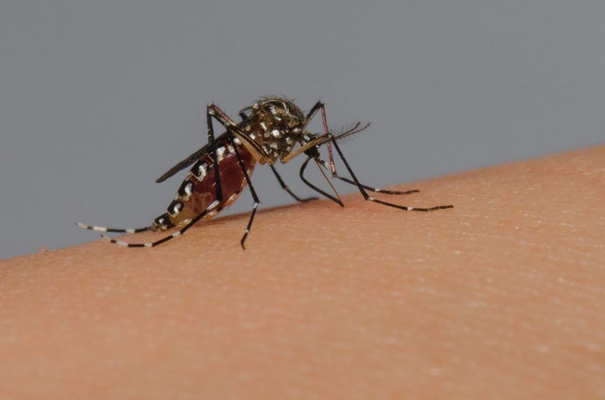 Municípios de Rondônia correm risco de maior propagação do mosquito da dengue