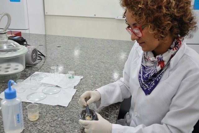 Ufopa obtém primeira carta patente com invenção de compostos farmacêuticos feitos do extrato de uma planta amazônica