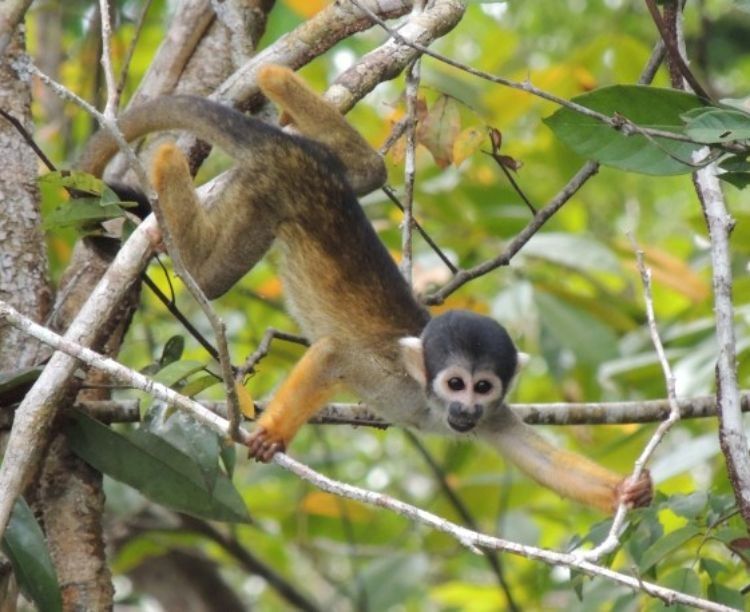 Programa de Monitoramento de Primatas revela dados inéditos de espécies já ameaças de extinção