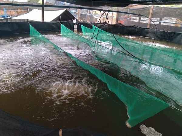 Sistema de criação inovador de Santarém, no PA, produz camarões marinhos e ganha destaque nacional
