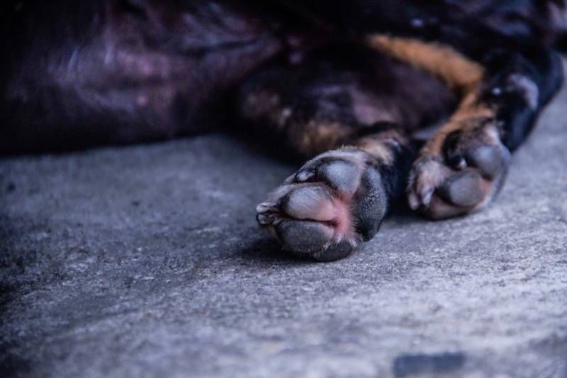Campanha 'Abril Laranja' reforça prevenção contra crueldade animal