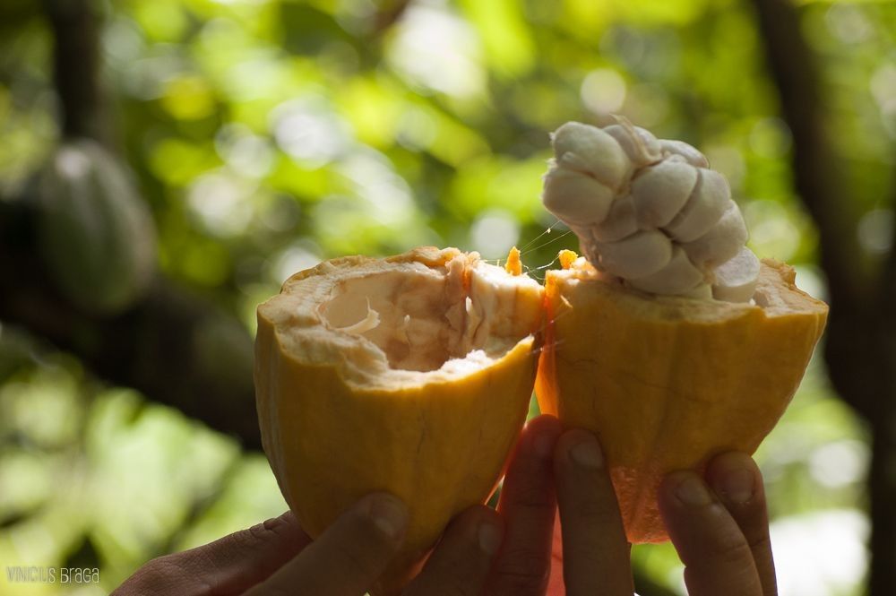 Parceria da Embrapa com a Nasa Administração Nacional de Aeronáutica e Espaço dos Estados Unidos vão mapear sistemas agroflorestais e agricultura no Pará