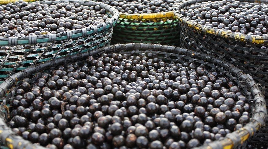 Pesquisa do IBGE aponta que valor de produção do açaí extraído na Amazônia aumentou 398% em dez anos