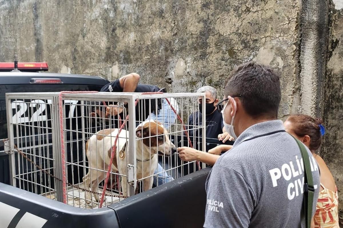Delegacia virtual para crimes de maus-tratos contra animais inicia atendimentos no Pará