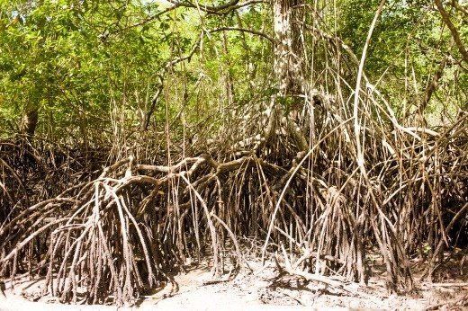 Projeto 'Mangues da Amazônia' visa recuperação de áreas degradadas no interior do Pará
