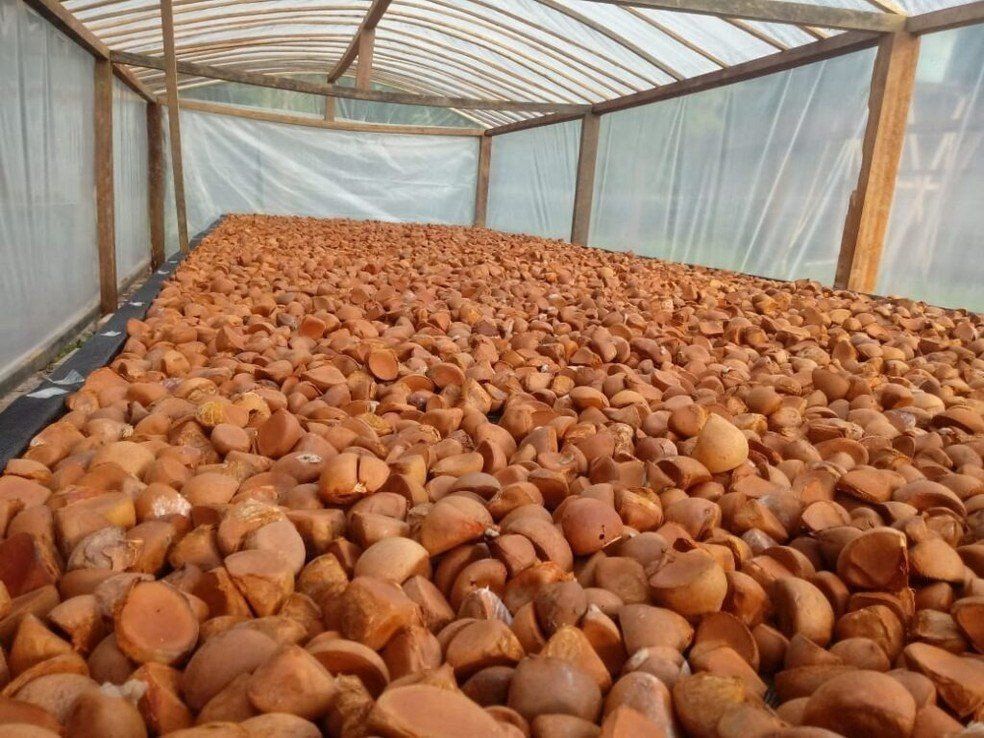 Manejo sustentável da Andiroba garante preservação do meio ambiente e geração de renda na Floresta Nacional do Tapajós