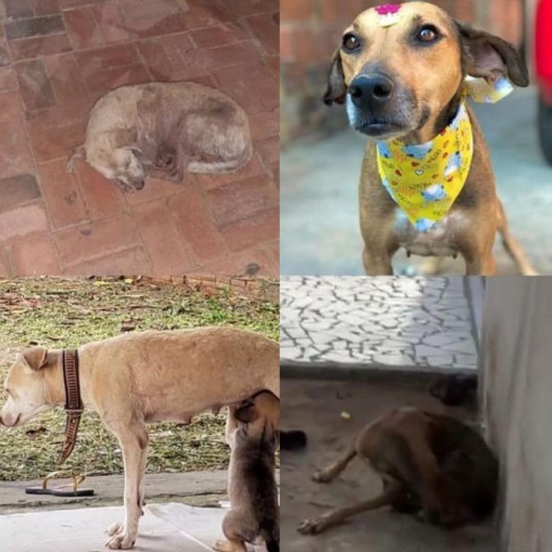 Associação acreana resgata animais domésticos em situação de abandono