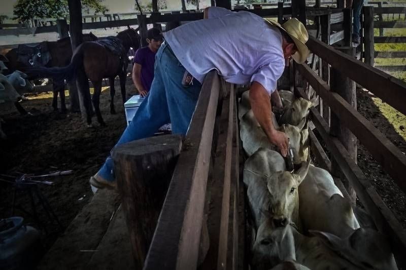 Pesquisa do Dieese aponta crescimento de empregos formais no setor agropecuário no Pará