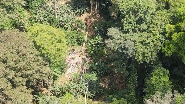 Sete pessoas morrem após queda de árvore no Sul do Amapá