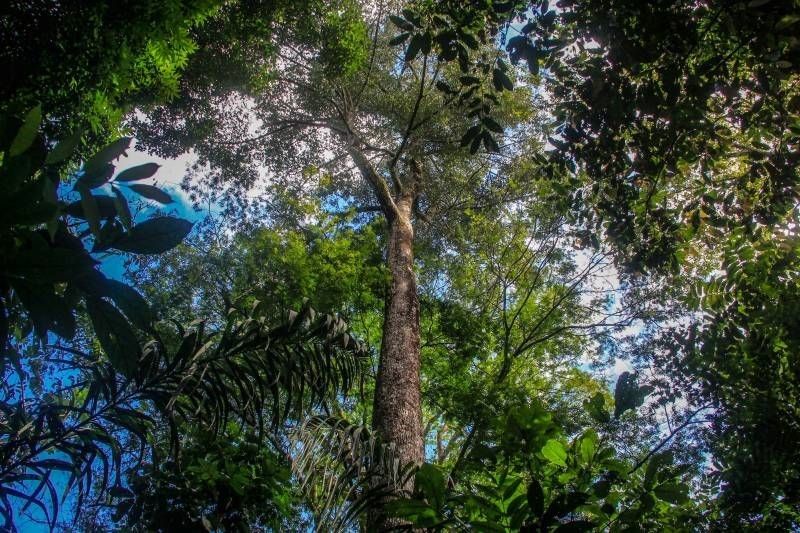 Ideflor-bio e Museu Goeldi mapeiam árvores consideradas gigantes no Parque do Utinga