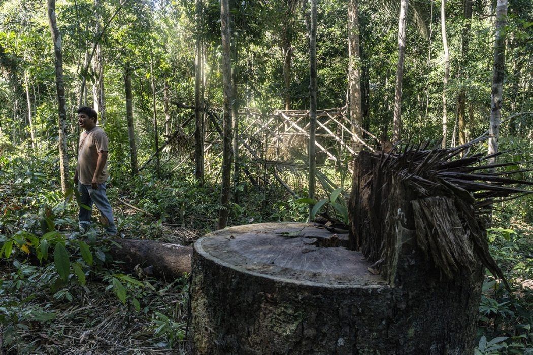 MPF recomenda fiscalização ambiental urgente contra crimes ambientais em terras indígenas e unidades de conservação no Pará