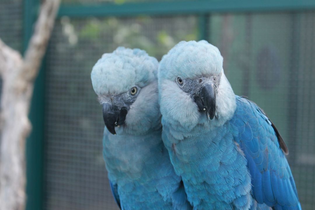 Universidade Federal do Oeste do Pará Integra frente de pesquisa sobre a reintrodução da Ararinha-Azul na natureza