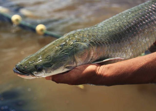 Pesquisadores da Universidade Federal de Rondônia identificam ameaças a peixes da Amazônia
