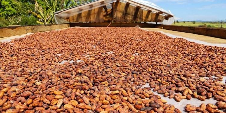 Chocolate feito com cacau de Tomé-Açu no Pará, ganha selo comemorativo das Olimpíadas de Tóquio