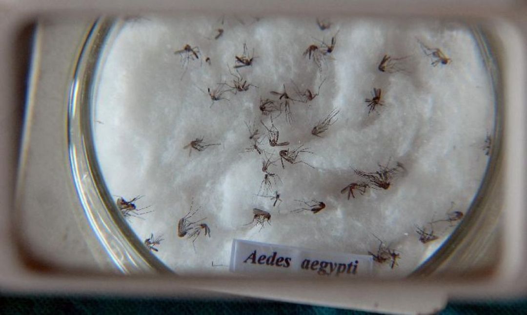 Número de casos da dengue aumentam no Pará
