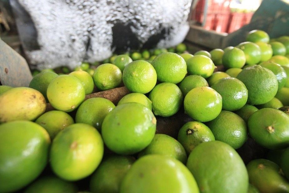 Município de Monte Alegre, no Pará, é destaque na produção de limão taiti