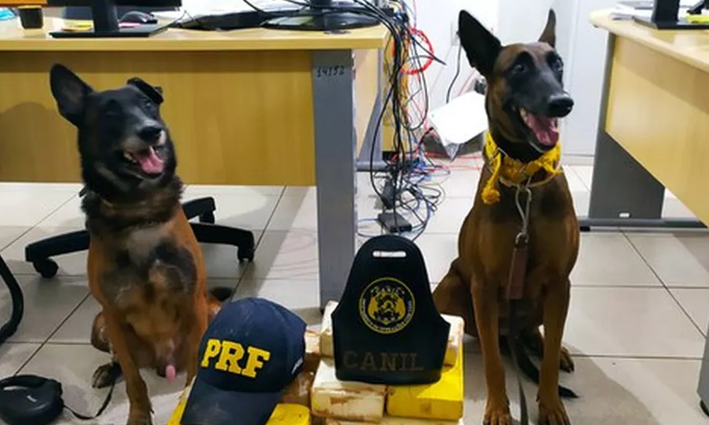 PRF apreende 36 quilos de pasta base de cocaína na BR-230, no Pará, com a ajuda de cães farejadores