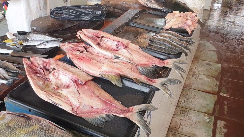 Amazonas determina restrições no consumo de peixe após surto de rabdomiólise em Itacoatiara
