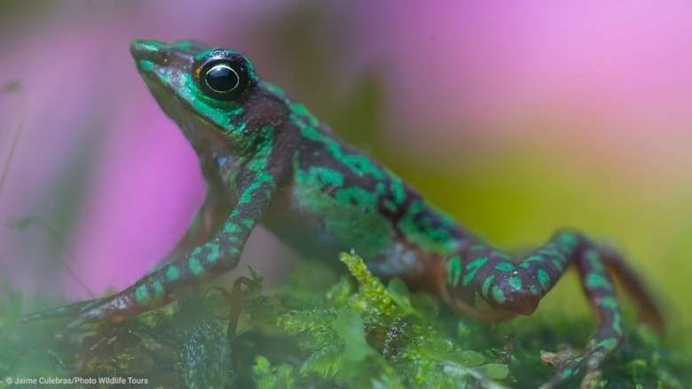 Pesquisadores da Ufopa buscam contribuir para preservação de espécie de sapos em extinção