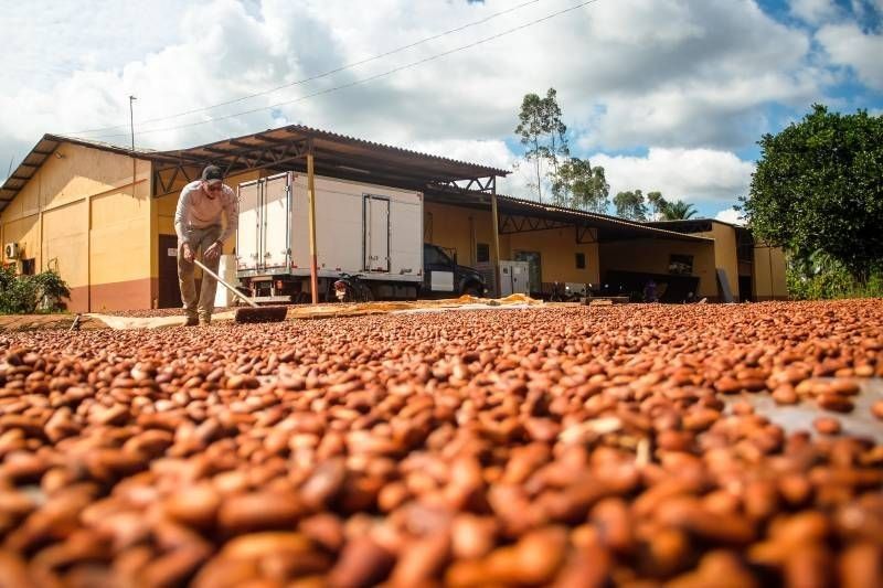Especialistas e jornalistas debatem sobre a importância da Bioeconomia para a Amazônia e para o Brasil