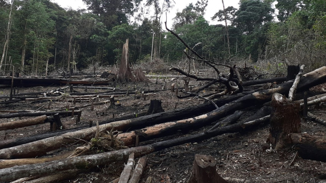 Estudo inédito revela que em um ano, Amapá teve 96 hectares desmatado por exploração ilegal de madeira