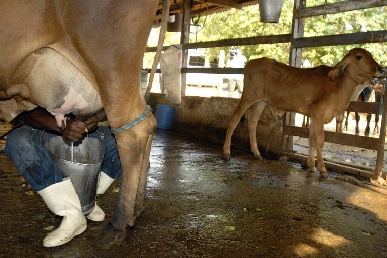 Pará adere ao sistema brasileiro de inspeção nos segmentos da carne e leite
