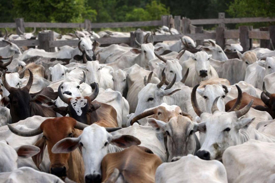 Pará tem município com maior rebanho bovino do Brasil em 2020, aponta IBGE