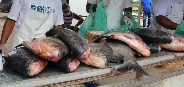 Governo investiga quatro casos suspeitos da 'doença da urina preta' no Amapá