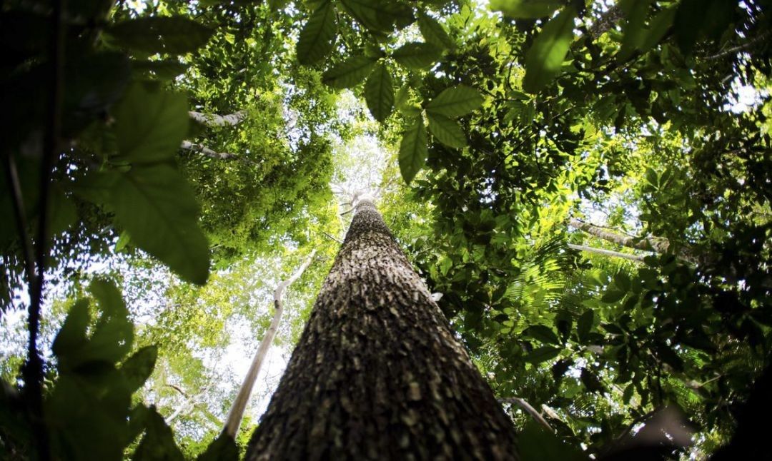 Economia Verde: Pará é o primeiro Estado Brasileiro a apresentar uma estratégia específica na COP-26