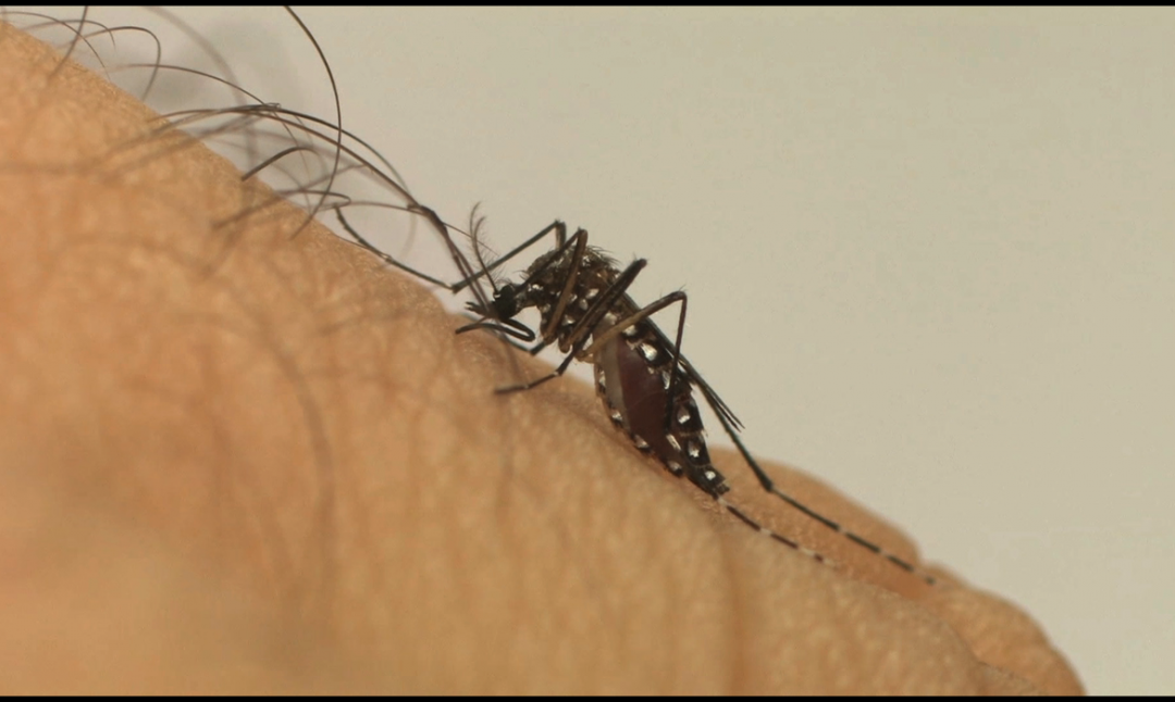 Casos de dengue em Macapá sobem mais de 500 % em 2021 na comparação com 2020