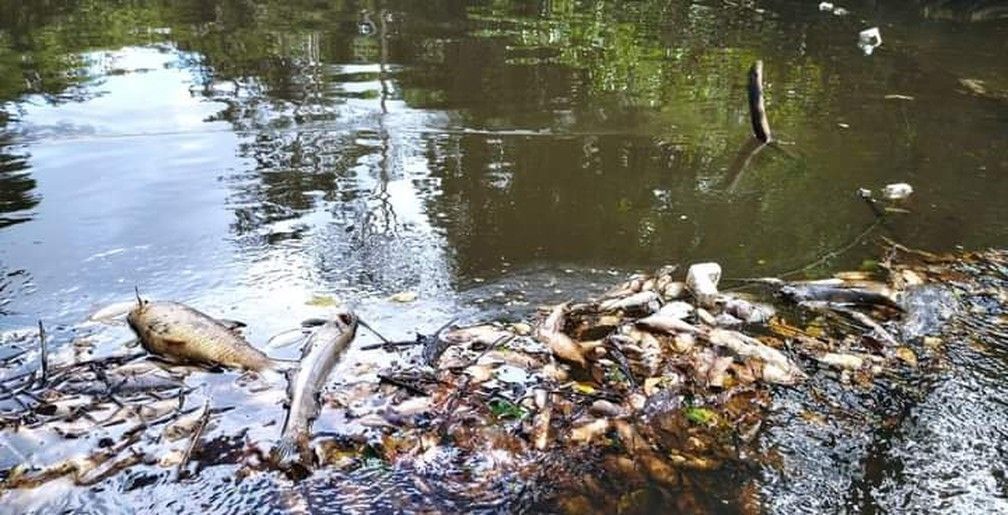 MPE cobra de autoridades responsabilidade por morte de 2 toneladas de animais em rios do Amapá