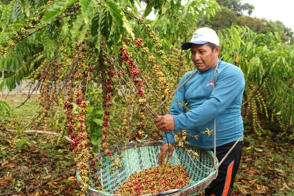 Amazonas aumenta produção de café nos últimos três anos