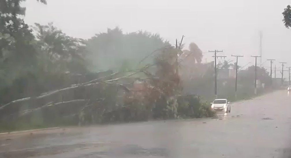 Forte chuva causa deslizamento de terra e queda de árvores em Rio Branco