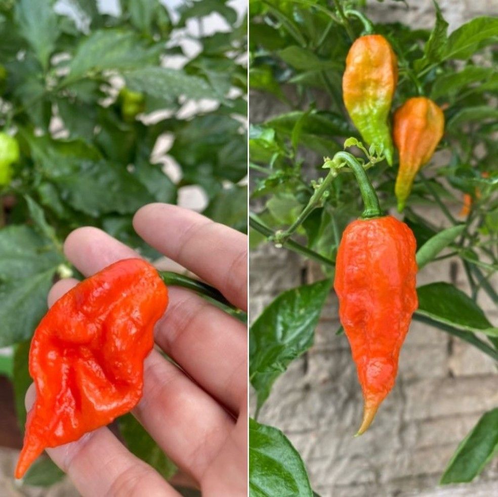 "Com uma única pimenta nuclear é possível fazer um molho bem forte de 50 ml" afirma a agrônoma