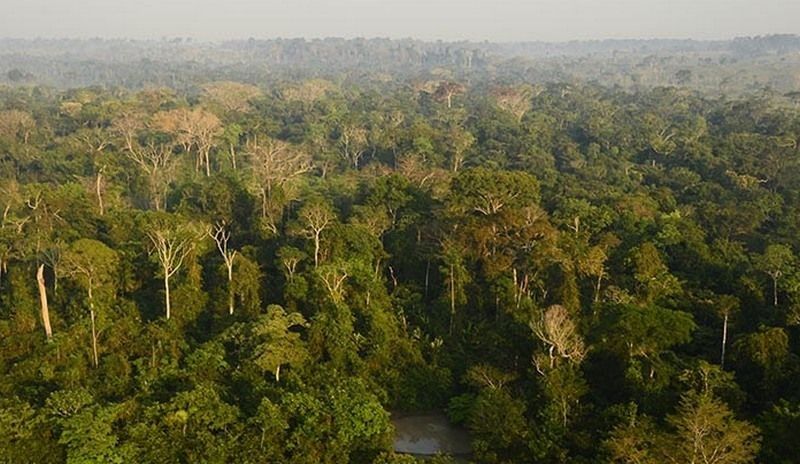 Cientistas começam a desenvolver plataforma de dados sobre emissão de gases de efeito estufa na Amazônia