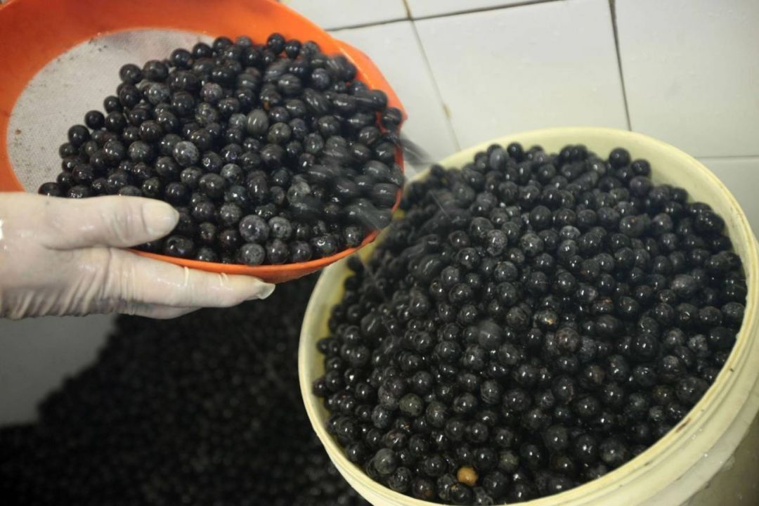 Exportação de açaí pelo Pará ainda não acompanha a grande produção do fruto no estado