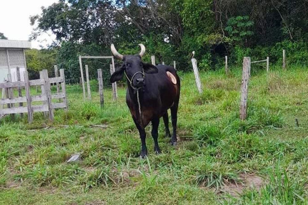 'Cinderela', vaca utilizada em pesquisas da UFAM é furtada de campus em Parintins