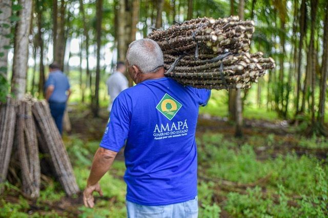 No Amapá, 500 mil manivas-sementes melhoradas geneticamente serão distribuídas a agricultores