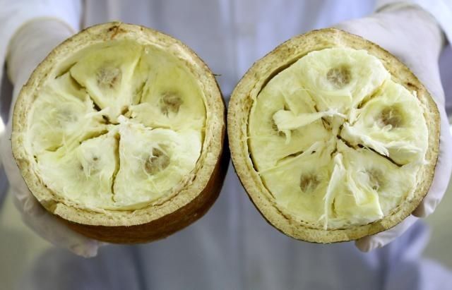 Cupuaçu: da gastronomia à indústria de cosméticos e os derivados que conquistam o Brasil e o mercado internacional