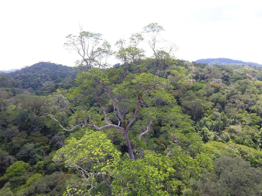 Importância das florestas é tema do quinto fórum da plataforma Amazônia que Eu Quero
