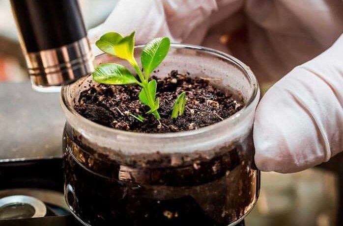 Ministério do Meio Ambiente e Museu de Ciência da Amazônia assinam protocolo de intenções para ampliar projeto "Quintais Agroflorestais" no Pará