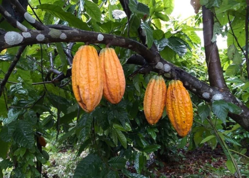 Expansão sustentável do Cacau na Amazônia gera emprego, renda e garante a preservação da floresta, afirma pesquisa da EMBRAPA